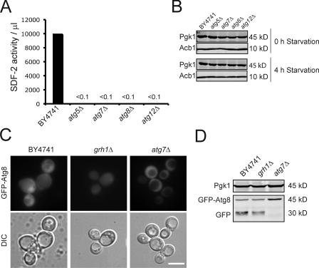 https://cdn.ncbi.nlm.nih.gov/pmc/blobs/5a48/2828925/61b7194daa8d/JCB_200911154_GS_Fig4.jpg