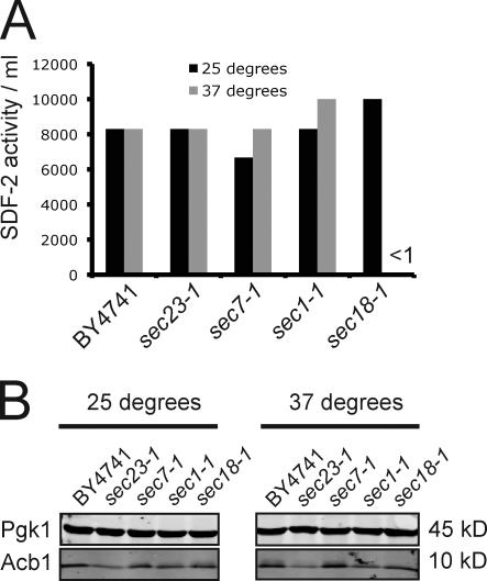 https://cdn.ncbi.nlm.nih.gov/pmc/blobs/5a48/2828925/95c56f5f3ec4/JCB_200911154_GS_Fig3.jpg