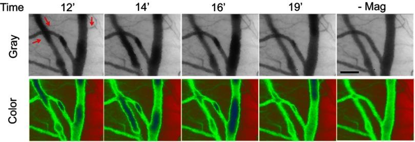 https://cdn.ncbi.nlm.nih.gov/pmc/blobs/5a4b/6613455/c9623c6cb48e/IJN-14-4767-g0004.jpg