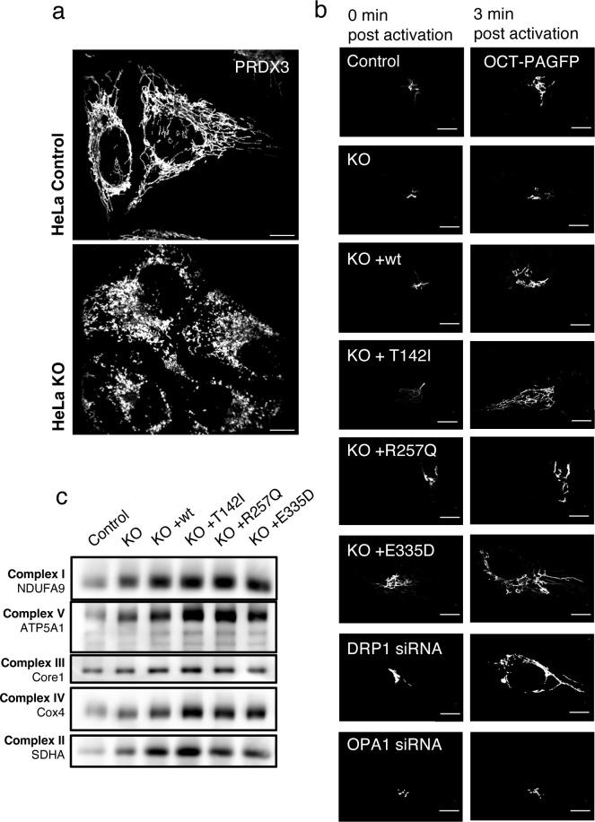https://cdn.ncbi.nlm.nih.gov/pmc/blobs/5a4c/10052876/14f9335bb2cc/LSA-2023-01914_FigS2.jpg