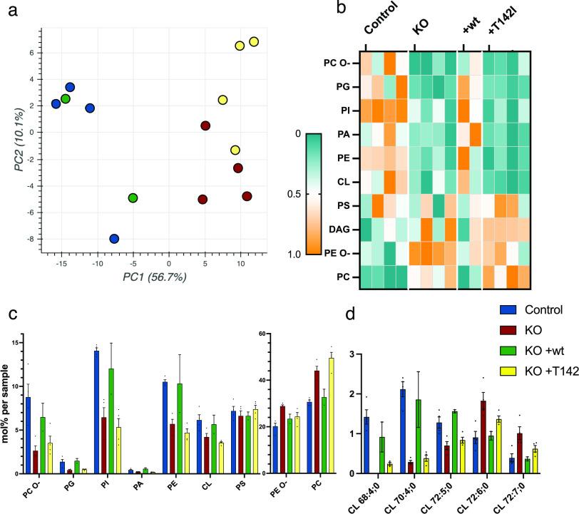 https://cdn.ncbi.nlm.nih.gov/pmc/blobs/5a4c/10052876/ab0bf677f16b/LSA-2023-01914_Fig8.jpg