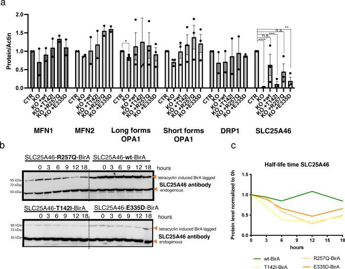 https://cdn.ncbi.nlm.nih.gov/pmc/blobs/5a4c/10052876/e4967f8b0e16/LSA-2023-01914_FigS4.jpg
