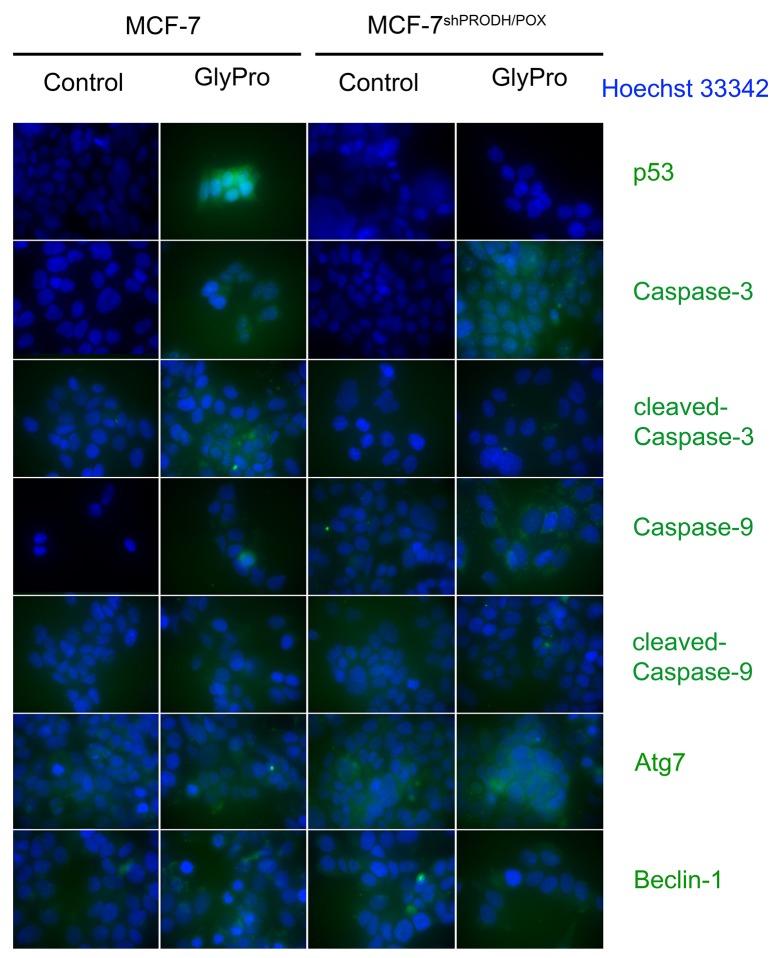 https://cdn.ncbi.nlm.nih.gov/pmc/blobs/5a4d/5862612/dd83d953c6c6/oncotarget-09-13748-g003.jpg