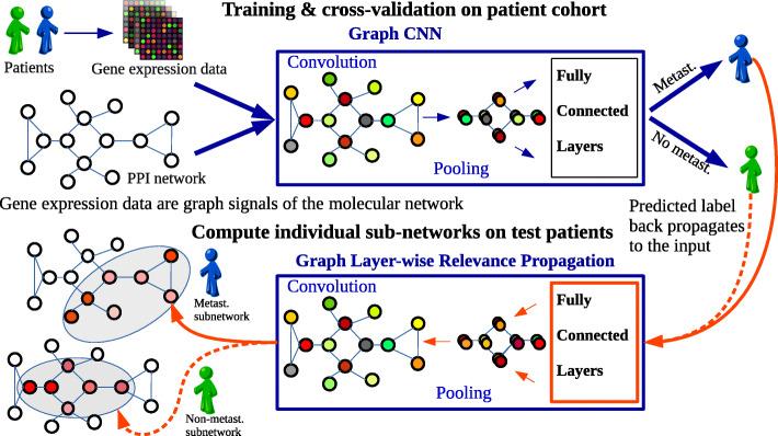 https://cdn.ncbi.nlm.nih.gov/pmc/blobs/5a4d/7953710/a93518f1910e/13073_2021_845_Fig1_HTML.jpg