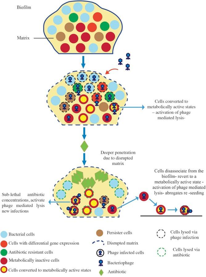 https://cdn.ncbi.nlm.nih.gov/pmc/blobs/5a52/5807357/25640b335468/fmicb-09-00127-g005.jpg