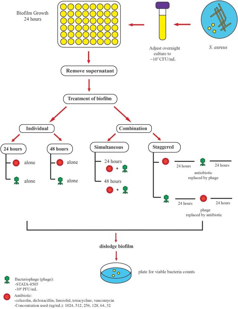 https://cdn.ncbi.nlm.nih.gov/pmc/blobs/5a52/5807357/cb7386f75db9/fmicb-09-00127-g001.jpg
