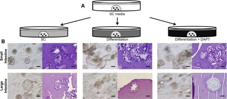 https://cdn.ncbi.nlm.nih.gov/pmc/blobs/5a57/4353627/4dfb3aa79db0/pone.0118792.g004.jpg