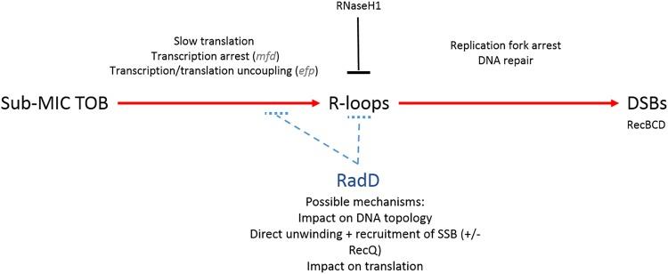 https://cdn.ncbi.nlm.nih.gov/pmc/blobs/5a57/6606805/7234076a1f26/mBio.01173-19-f0005.jpg
