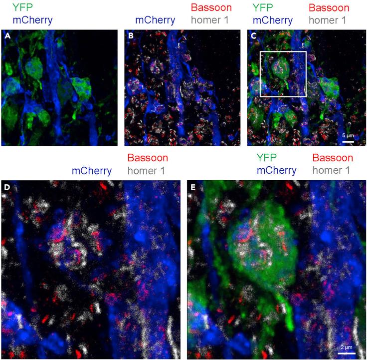 https://cdn.ncbi.nlm.nih.gov/pmc/blobs/5a58/7757352/394d736cd6ae/gr8.jpg
