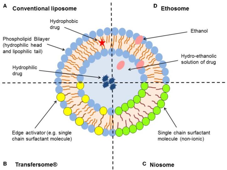 https://cdn.ncbi.nlm.nih.gov/pmc/blobs/5a58/8584570/19f77860357a/ijms-22-11991-g005.jpg