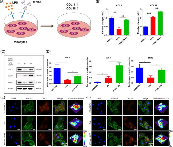 https://cdn.ncbi.nlm.nih.gov/pmc/blobs/5a59/11150141/8858ae64487c/CPR-57-e13605-g009.jpg