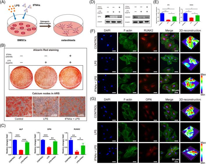 https://cdn.ncbi.nlm.nih.gov/pmc/blobs/5a59/11150141/b82ddd257749/CPR-57-e13605-g008.jpg