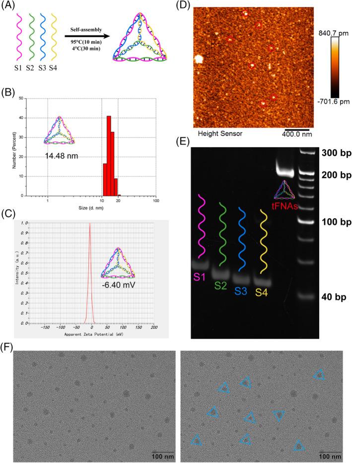 https://cdn.ncbi.nlm.nih.gov/pmc/blobs/5a59/11150141/ba3e729ed030/CPR-57-e13605-g005.jpg