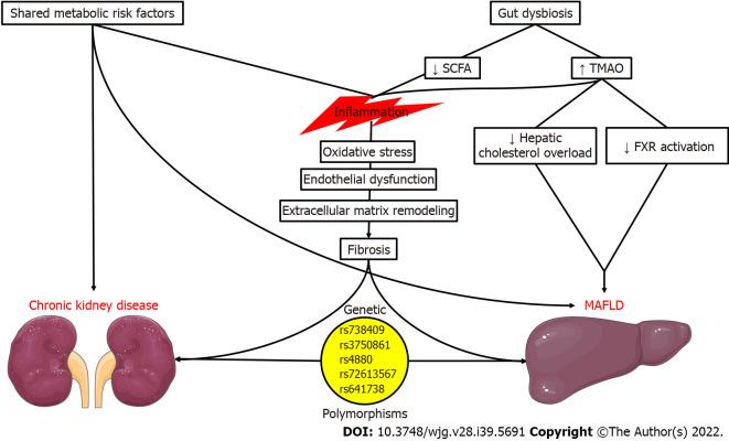 https://cdn.ncbi.nlm.nih.gov/pmc/blobs/5a62/9627426/b8e1b4a51a96/WJG-28-5691-g001.jpg