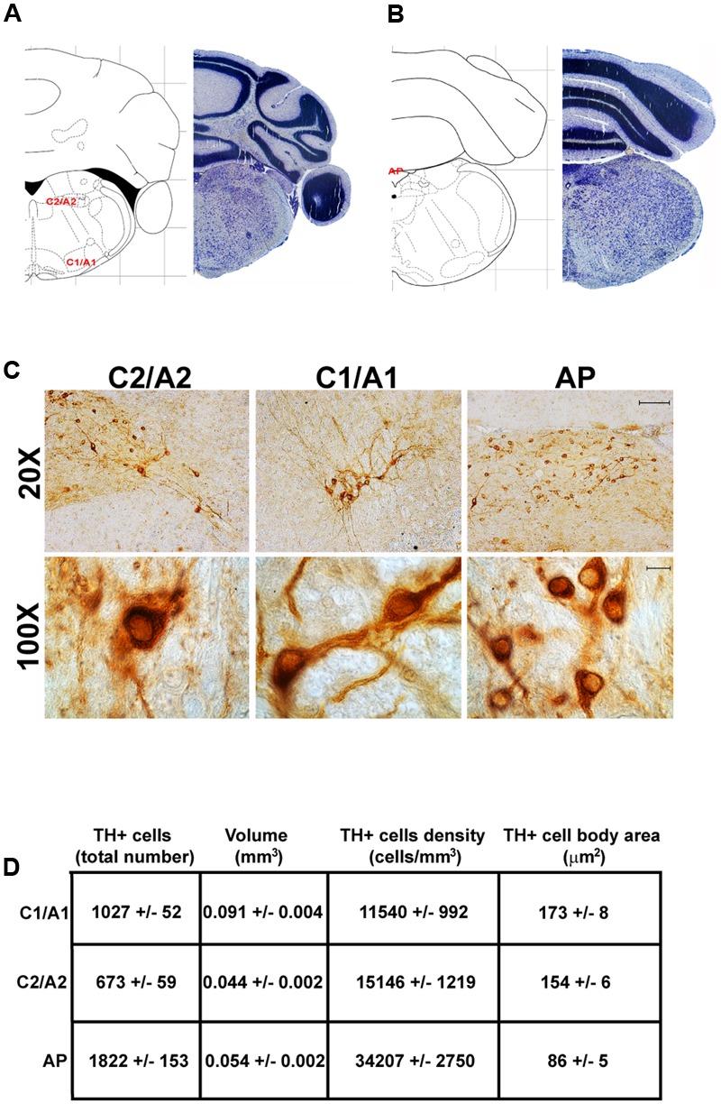 https://cdn.ncbi.nlm.nih.gov/pmc/blobs/5a63/5666292/3c67458b673b/fnana-11-00098-g010.jpg