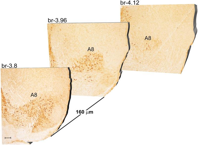 https://cdn.ncbi.nlm.nih.gov/pmc/blobs/5a63/5666292/965e1d4b7404/fnana-11-00098-g003.jpg