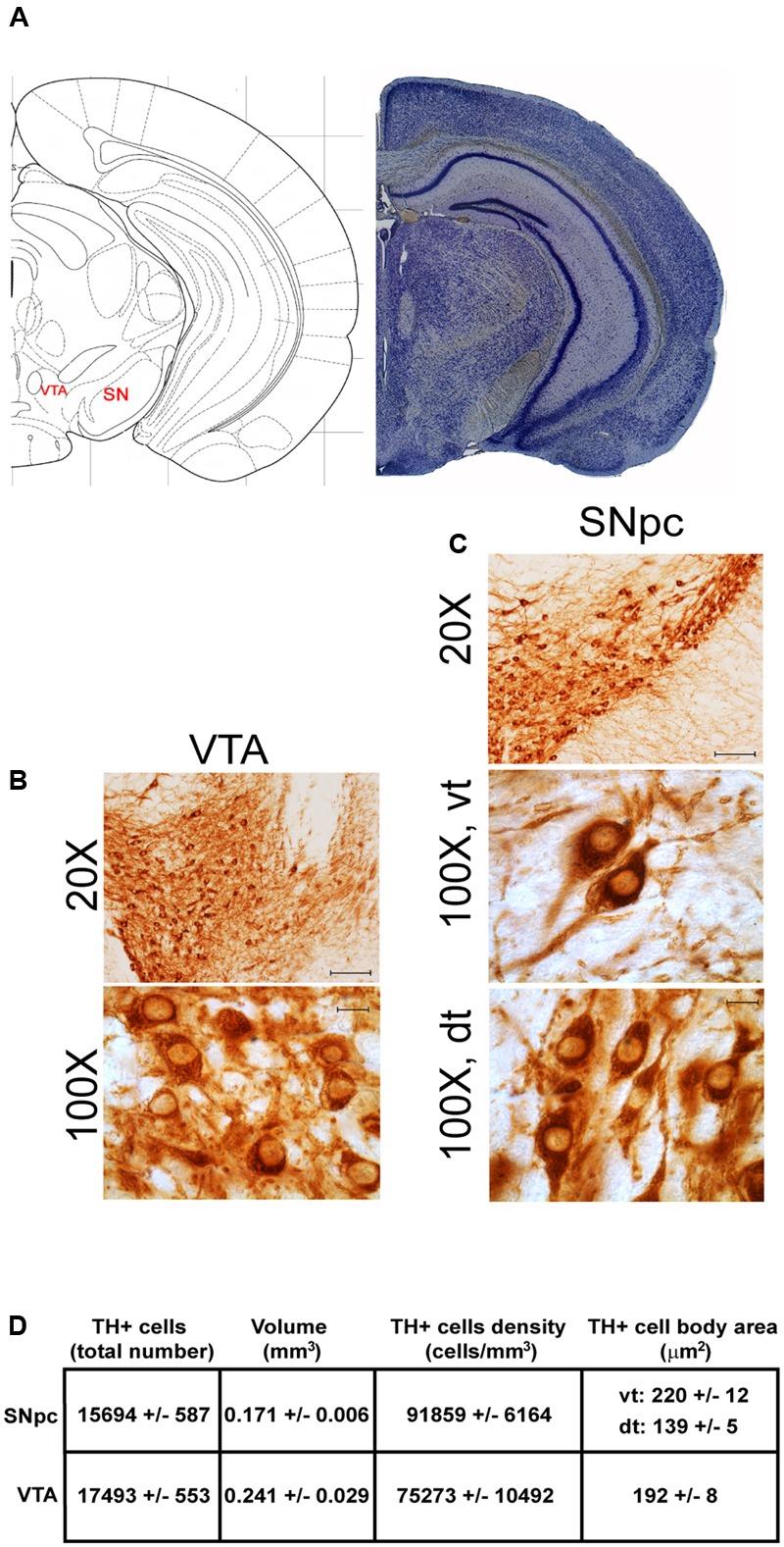 https://cdn.ncbi.nlm.nih.gov/pmc/blobs/5a63/5666292/a4fbd8cc5545/fnana-11-00098-g002.jpg