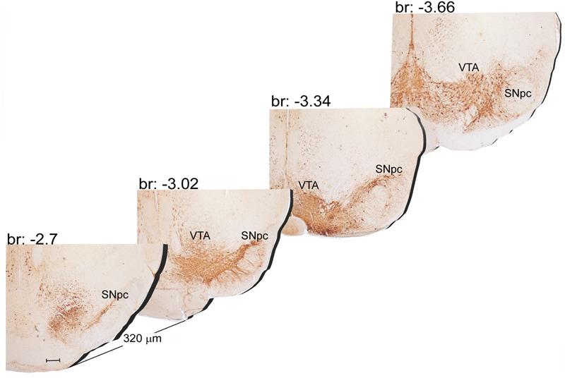 https://cdn.ncbi.nlm.nih.gov/pmc/blobs/5a63/5666292/b402cb23cc0c/fnana-11-00098-g001.jpg