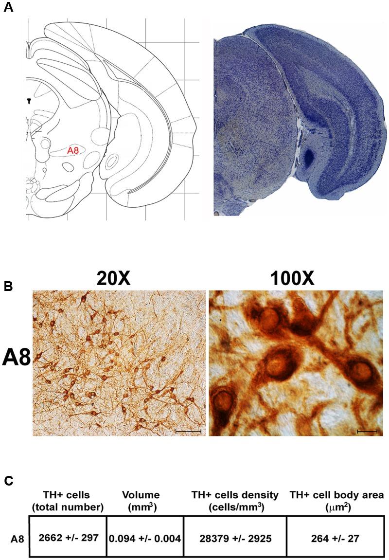 https://cdn.ncbi.nlm.nih.gov/pmc/blobs/5a63/5666292/d3685414cd66/fnana-11-00098-g004.jpg