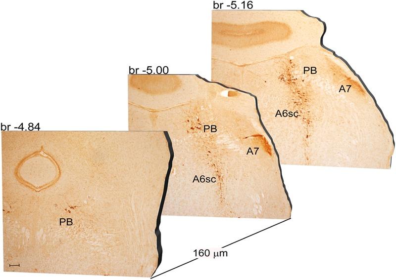 https://cdn.ncbi.nlm.nih.gov/pmc/blobs/5a63/5666292/e5030f1c52c5/fnana-11-00098-g005.jpg