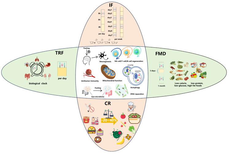https://cdn.ncbi.nlm.nih.gov/pmc/blobs/5a66/11591922/109f59e44338/biomolecules-14-01437-g001.jpg
