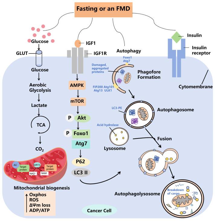 https://cdn.ncbi.nlm.nih.gov/pmc/blobs/5a66/11591922/1b634d3b9b0c/biomolecules-14-01437-g003.jpg