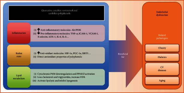https://cdn.ncbi.nlm.nih.gov/pmc/blobs/5a67/7428938/2f198ccd5c3f/OMCL2020-2097096.002.jpg