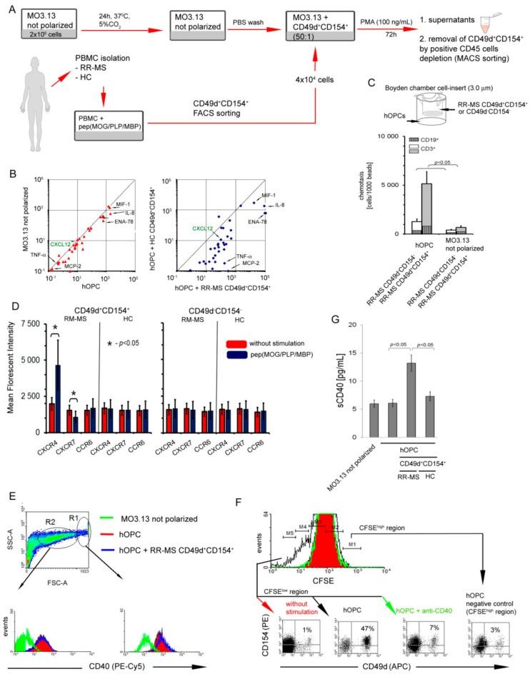 https://cdn.ncbi.nlm.nih.gov/pmc/blobs/5a68/7017443/1baa2fe2f336/cells-09-00015-g002.jpg