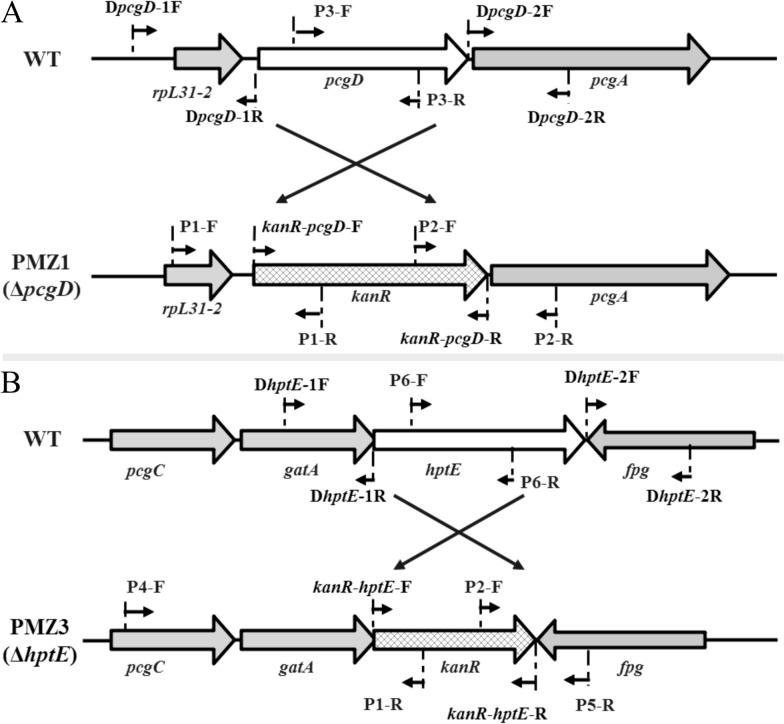 https://cdn.ncbi.nlm.nih.gov/pmc/blobs/5a68/7931556/45a8f7050529/13567_2021_910_Fig2_HTML.jpg