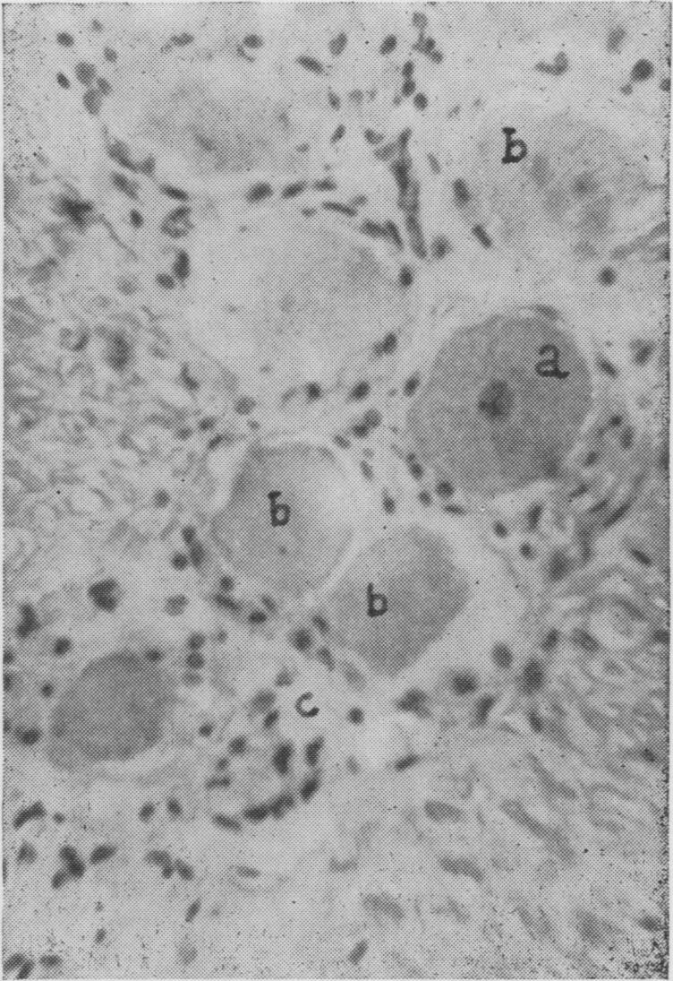 https://cdn.ncbi.nlm.nih.gov/pmc/blobs/5a69/1614575/9ef0a9c3a0db/vetsci00340-0017-a.jpg