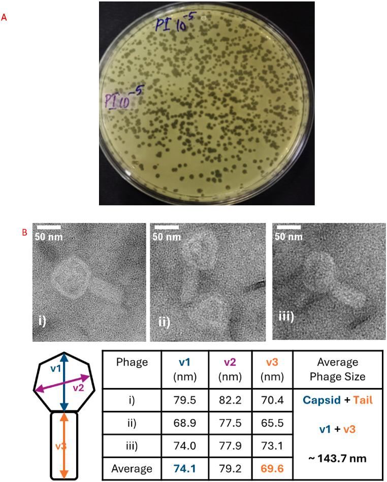 https://cdn.ncbi.nlm.nih.gov/pmc/blobs/5a6b/11570307/b52f02623e4d/gr1.jpg