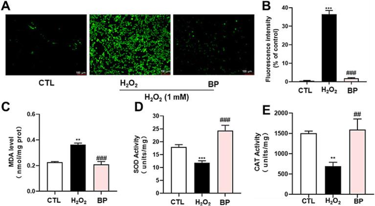 https://cdn.ncbi.nlm.nih.gov/pmc/blobs/5a6b/12326745/66e171aaffa4/fnut-12-1621848-g005.jpg