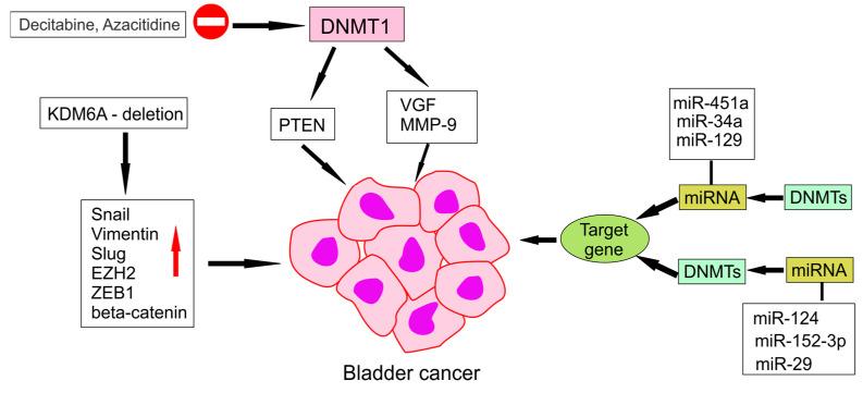 https://cdn.ncbi.nlm.nih.gov/pmc/blobs/5a6b/12347328/c755f4b51bd8/ijms-26-07507-g002.jpg