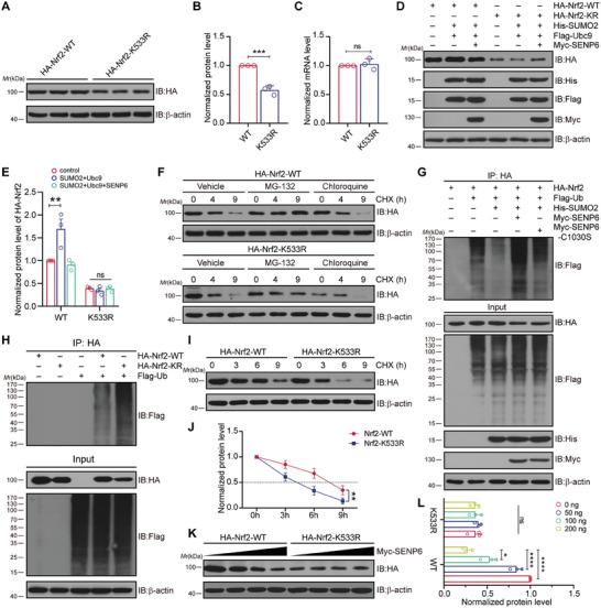 https://cdn.ncbi.nlm.nih.gov/pmc/blobs/5a6c/11831438/130c2caed4a2/ADVS-12-2410410-g011.jpg