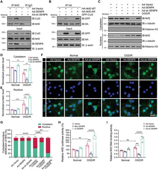https://cdn.ncbi.nlm.nih.gov/pmc/blobs/5a6c/11831438/aebb8df0cc7a/ADVS-12-2410410-g005.jpg