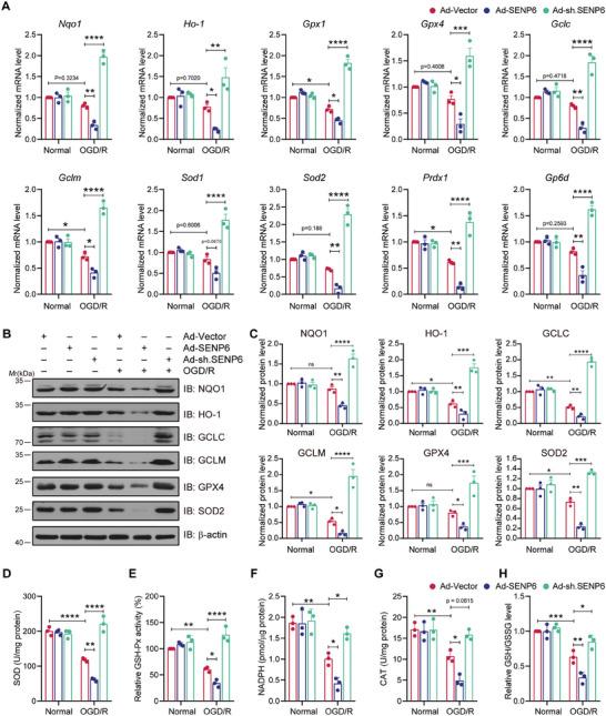 https://cdn.ncbi.nlm.nih.gov/pmc/blobs/5a6c/11831438/e5150f090014/ADVS-12-2410410-g004.jpg