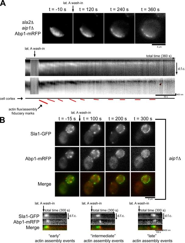 https://cdn.ncbi.nlm.nih.gov/pmc/blobs/5a6c/2845081/097268b88653/JCB_200909176_RGB_Fig4.jpg
