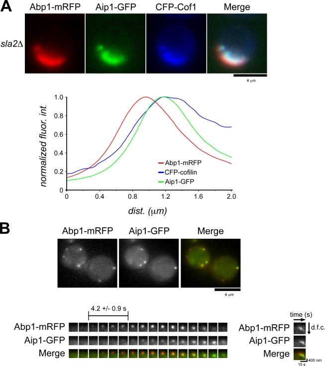 https://cdn.ncbi.nlm.nih.gov/pmc/blobs/5a6c/2845081/10123204d541/JCB_200909176_RGB_Fig3.jpg