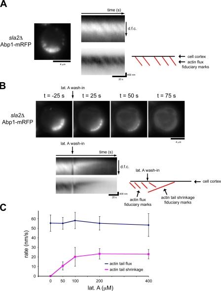 https://cdn.ncbi.nlm.nih.gov/pmc/blobs/5a6c/2845081/2d229b4ab004/JCB_200909176_RGB_Fig1.jpg