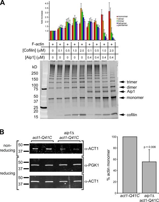 https://cdn.ncbi.nlm.nih.gov/pmc/blobs/5a6c/2845081/75c5c96eef8c/JCB_200909176_RGB_Fig5.jpg