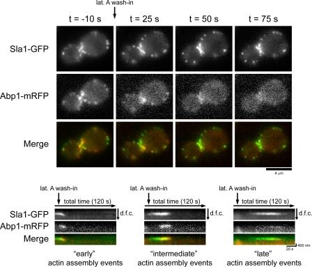 https://cdn.ncbi.nlm.nih.gov/pmc/blobs/5a6c/2845081/75f67617c5eb/JCB_200909176_RGB_Fig2.jpg