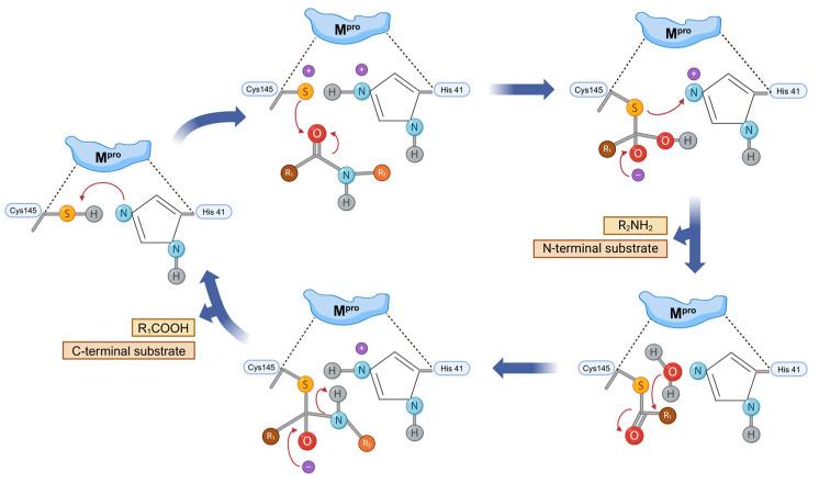 https://cdn.ncbi.nlm.nih.gov/pmc/blobs/5a71/11767629/290a4cc16539/molecules-30-00351-g006.jpg