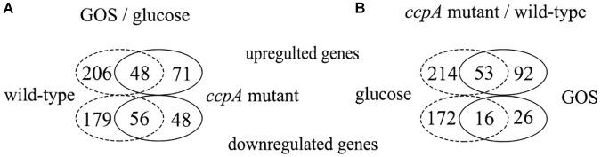 https://cdn.ncbi.nlm.nih.gov/pmc/blobs/5a74/6629832/8ecee373b6eb/fmicb-10-01584-g003.jpg