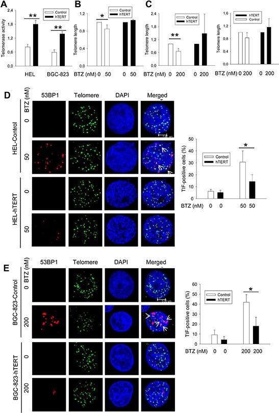 https://cdn.ncbi.nlm.nih.gov/pmc/blobs/5a76/4741985/57abdac54663/oncotarget-06-38079-g003.jpg