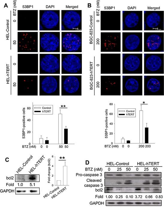 https://cdn.ncbi.nlm.nih.gov/pmc/blobs/5a76/4741985/ffcfe9389a68/oncotarget-06-38079-g006.jpg