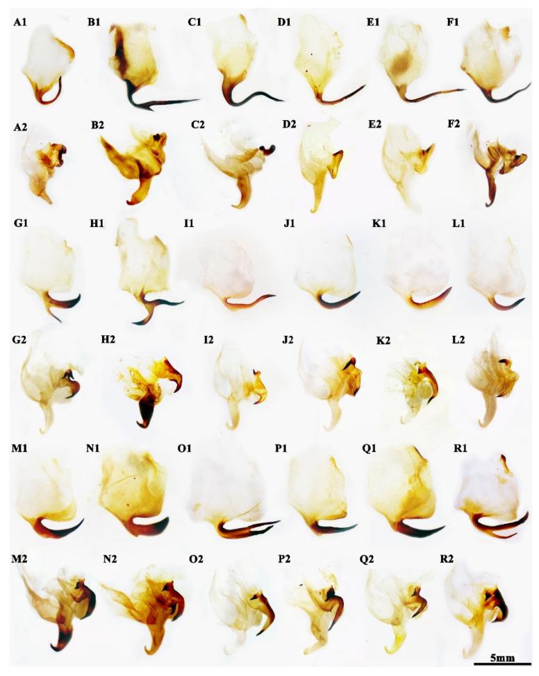 https://cdn.ncbi.nlm.nih.gov/pmc/blobs/5a79/9409270/35269d3d32b6/insects-13-00715-g001.jpg