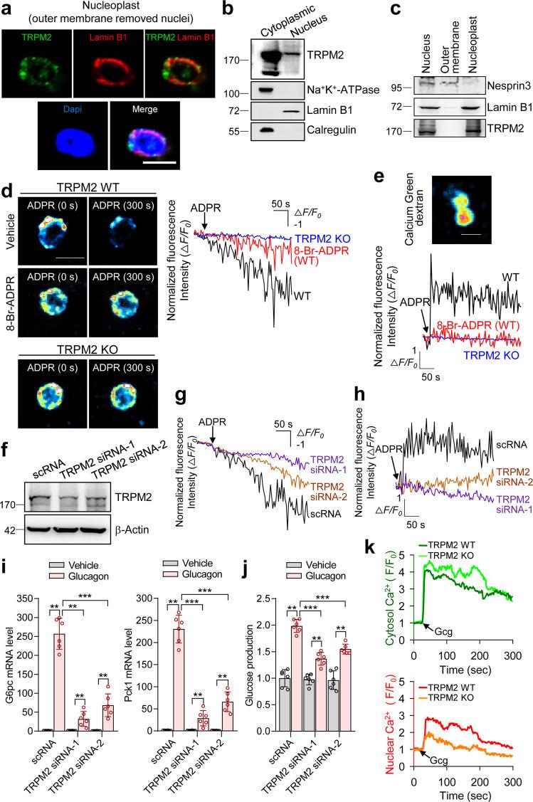 https://cdn.ncbi.nlm.nih.gov/pmc/blobs/5a7d/10393965/0776496e4fa4/12276_2023_1034_Fig4_HTML.jpg
