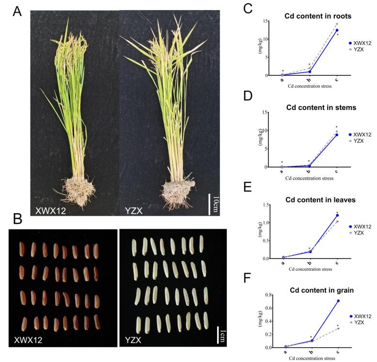 https://cdn.ncbi.nlm.nih.gov/pmc/blobs/5a7f/12196721/2eb089d27baf/plants-14-01790-g001.jpg