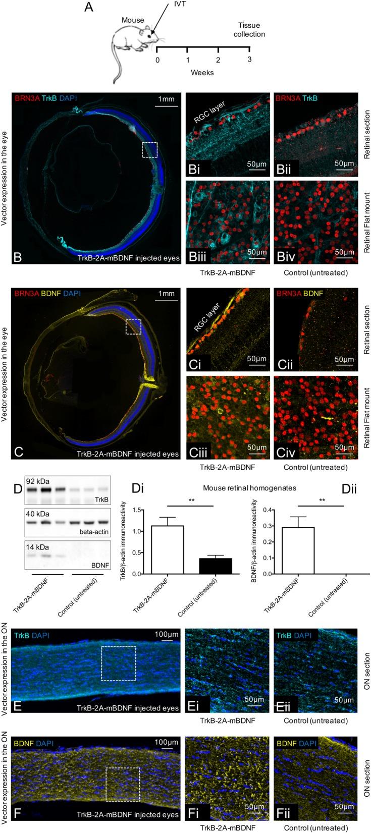 https://cdn.ncbi.nlm.nih.gov/pmc/blobs/5a84/6158290/cc76abb35bf5/41419_2018_1041_Fig2_HTML.jpg