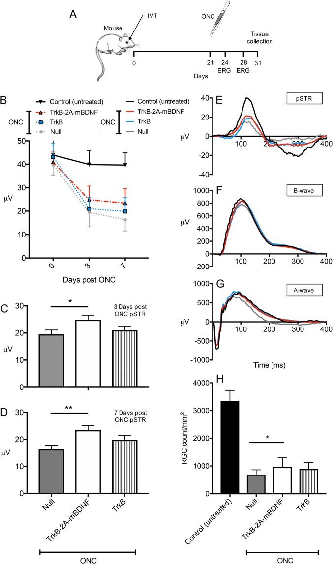 https://cdn.ncbi.nlm.nih.gov/pmc/blobs/5a84/6158290/ce2f5b4a7090/41419_2018_1041_Fig7_HTML.jpg